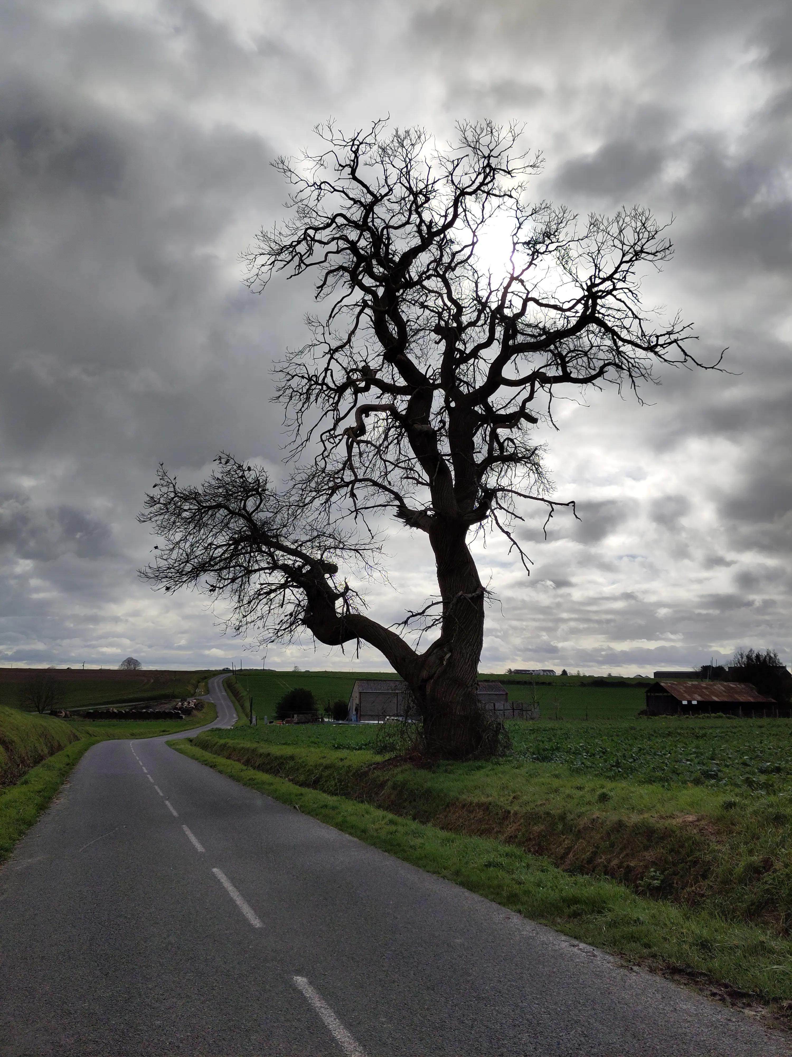 Arbre tortueux